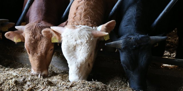 Die Vielfalt der Grossviehmast macht neue Fütterungsempfehlungen notwendig. Nun liegen sie vor. (Bild zVg) 