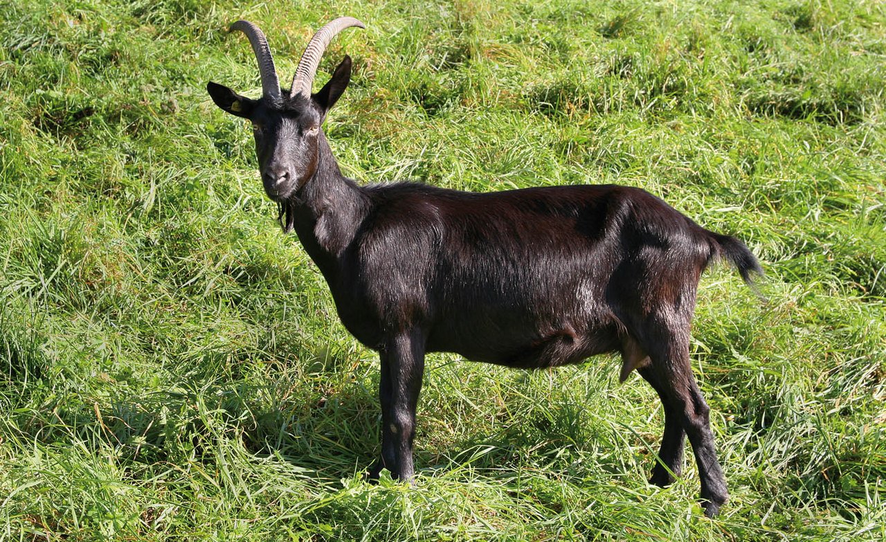 genügsame Nera Verzasca-Ziege. Sie hält sowohl Kälte aus auch Hitze gut aus. 