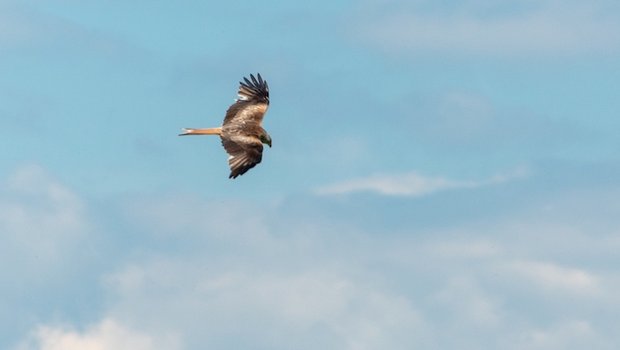 Dieser Greifvogel ist leicht erkennbar und auffällig, frisst aber weder Feldhasen noch viele Mäuse. (Bild hja)