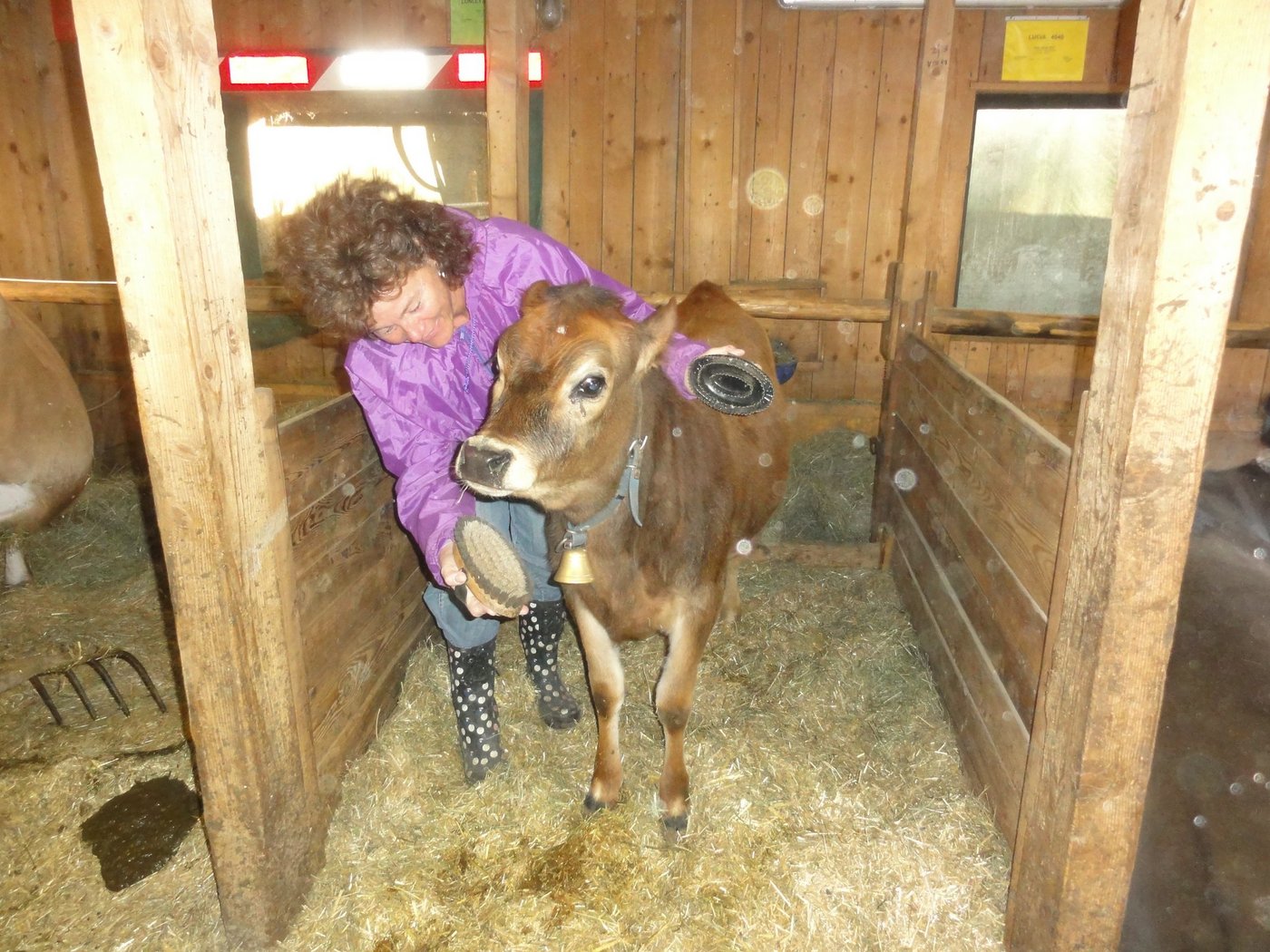 Zum Beispiel der Kontakt mit den Tieren: Gina Orsatti geniesst die vielseitige und abwechslungsreiche Arbeit auf dem Jerseyhof im bündnerischen Surava. (Bilder Vrena Crameri-Daeppen)