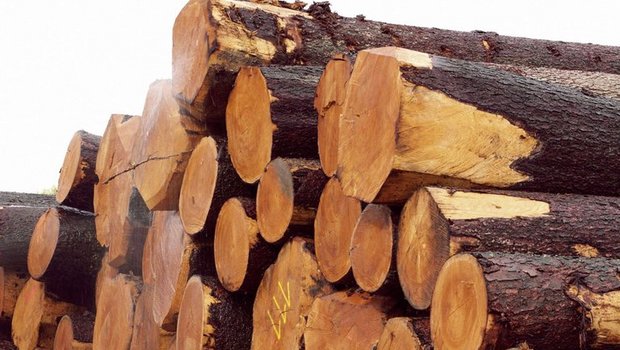 Import von Holz aus illegalem Holzschlag soll verboten werden. (Bild lid)