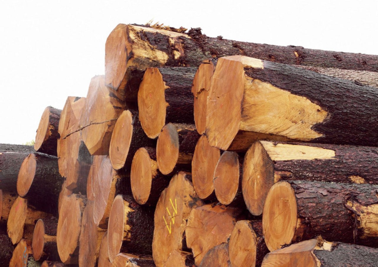 Import von Holz aus illegalem Holzschlag soll verboten werden. (Bild lid)