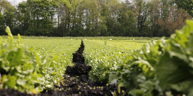 Die Gemüsebranche sucht Nachwuchs. Ohne gut ausgebildete Fachkräfte droht einigen Betrieben das Ende. (Bild: ji)