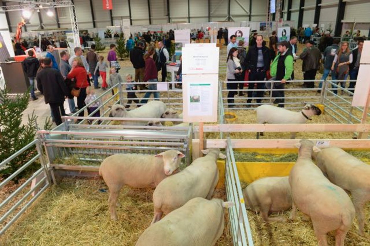 Nicht nur Schäfeler kommen an der Suisse Tier auf ihre Kosten. (Bild zVg)