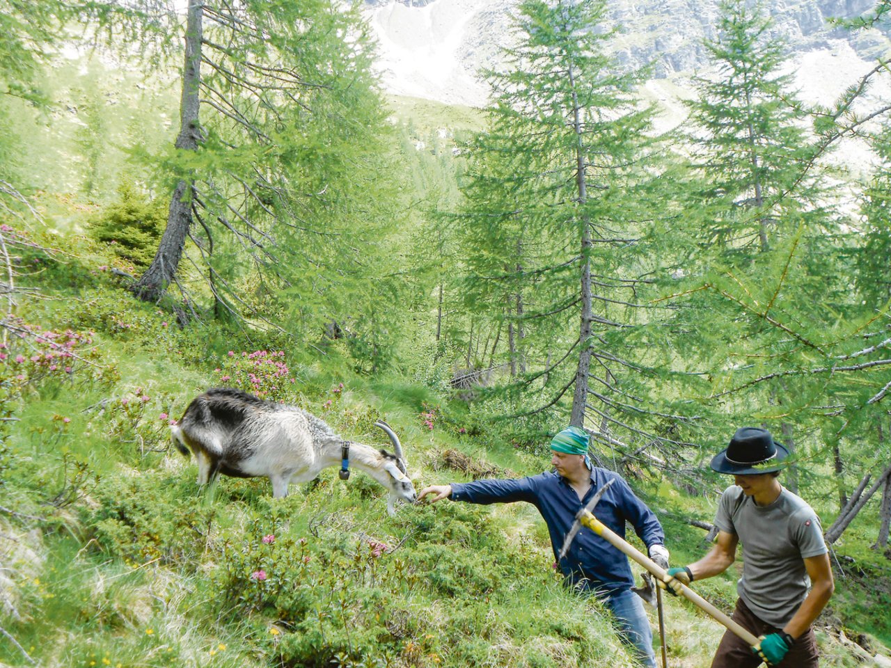 Auf Aion kämpfen Freiwillige gemeinsam mit Ziegen gegen die Verbuschung der Alp. (Bilder Bergwaldprojekt)