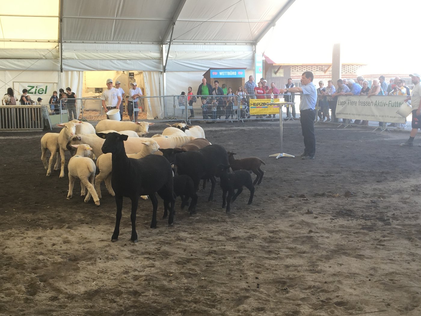 Moderater Hansruedi Häfliger informiert in der Arena über die Schafrassen der Region.      
