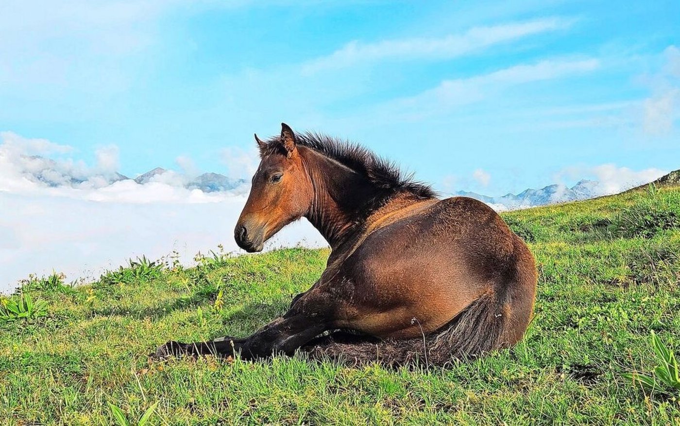 Von der Weide ins Netz. Der Verkauf von Freibergerfohlen hat Fahrt aufgenommen. Doch wo ausschreiben, wenn immer mehr Seiten verschwinden?