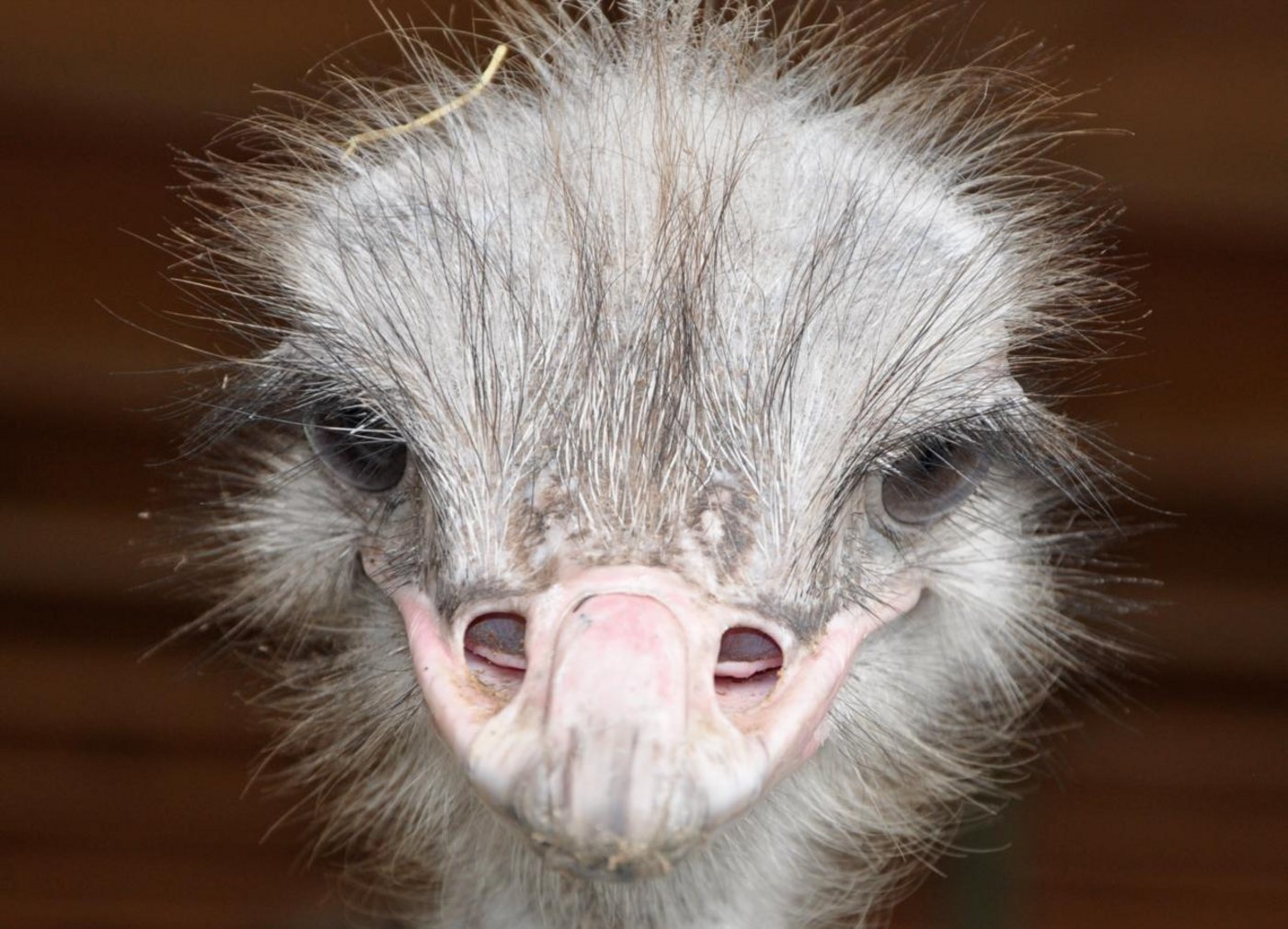 Straussenvögel sind sehr neugierig. (Bilder Tamara Wülser)