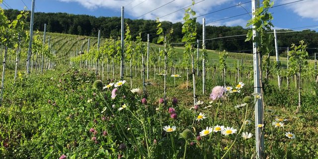 Eine blühende Fahrgasse im Mai 2020 in Oberflachs AG. (Bild Katja Jacot) 