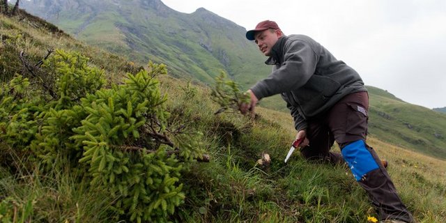 Ein Zivildienstler im Einsatz in der Alpwirtschaft in Grindelwald. (Bild ZIVI, Lukas Lehmann)