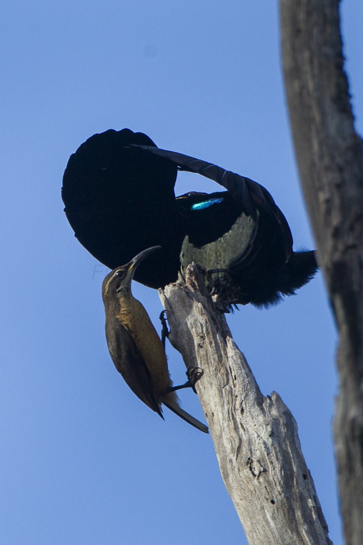 Ein Victoria-Paradiesvogelweibchen nähert sich einem Männchen, das gerade den Balztanz aufführt. (Bild Francesco Veronesi)
