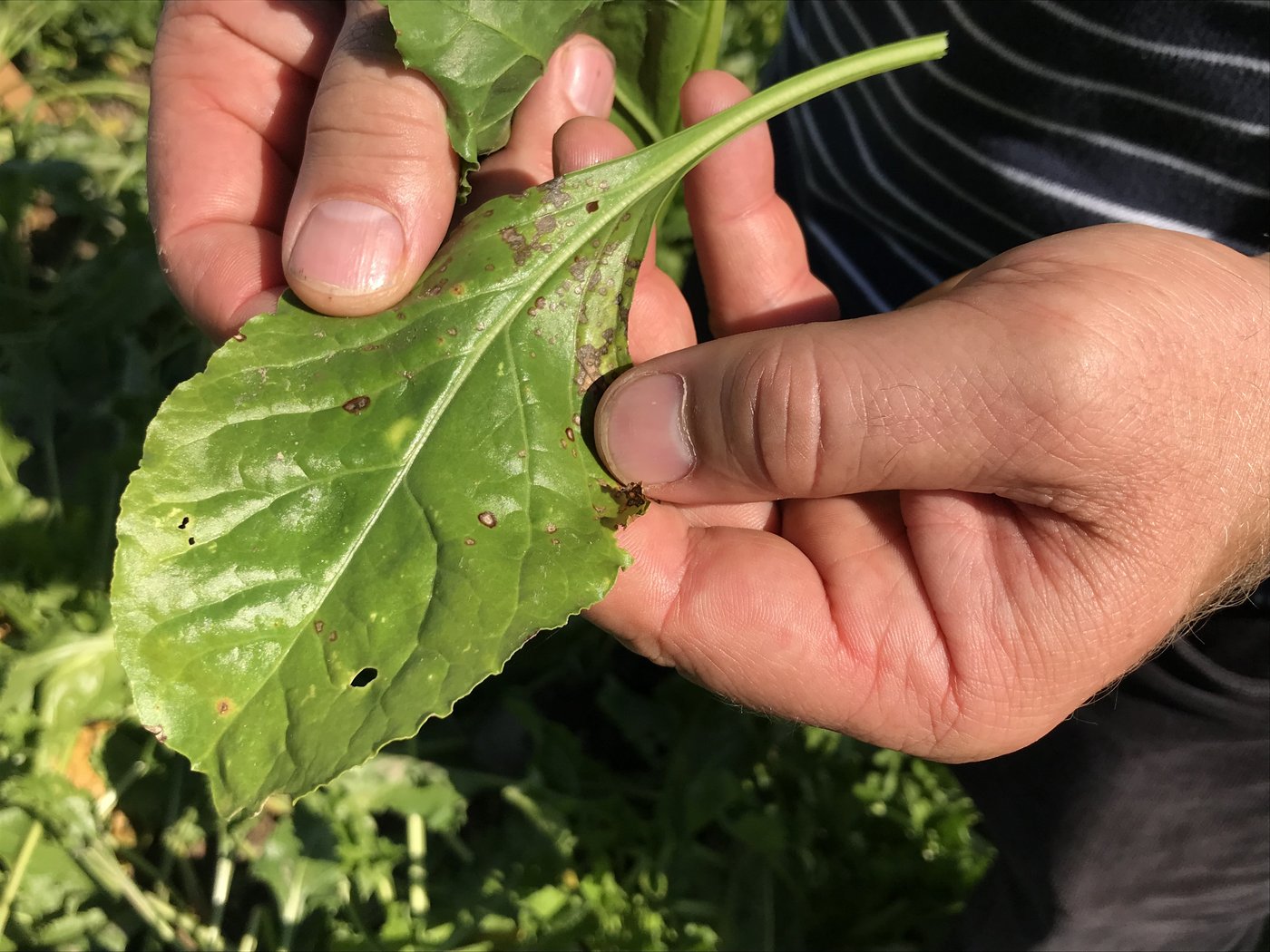 Die Cercospora-Blattfleckenkrankheit gilt als wichtigste Pilzkrankheit in den Zuckerrüben. Sie ist an den 2 bis 3 mm kleinen runden, hellgrauen Flecken mit rotbraunem Rand erkennbar. (Bild BauZ)