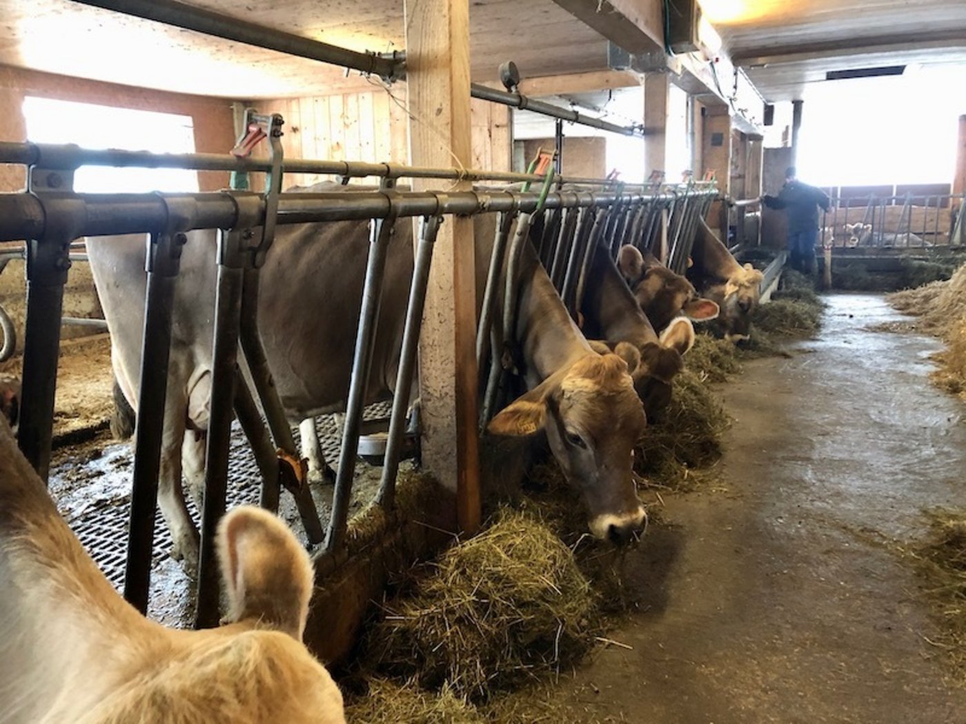 Im Stall bei den Brown-Swiss-Kühen: Christof Mattli betont, dass er auch Bauer aus Leidenschaft ist. 