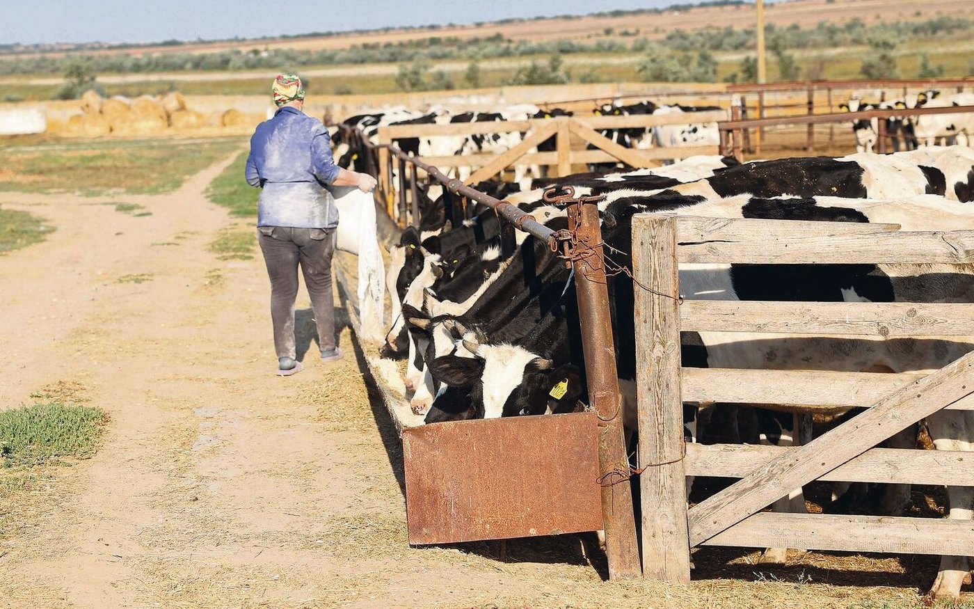 Die Milchviehbetriebe in der Ukraine haben seit dem Kriegsausbruch eine grosse Bedeutung erhalten. Sie versorgen die Bevölkerung und die Truppen mit wichtigen Gütern. Doch angesichts der Bedrohung durch den Krieg ist das eine enorm schwere Aufgabe.