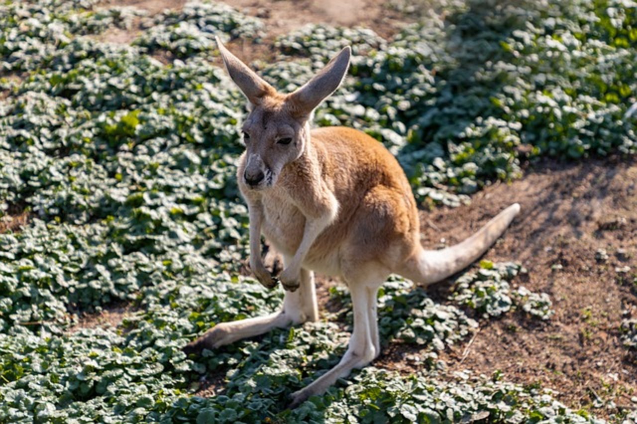 Die Polizisten belebten das Känguru mit Herzdruckmassage wieder. (Symbolbild Pixabay)