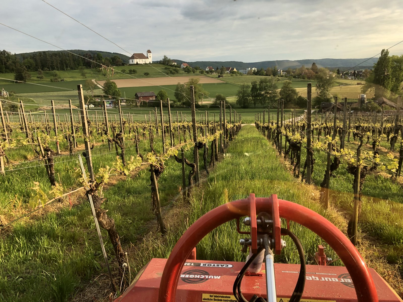 Weinbau Die Entwicklung verläuft verhalten bauernzeitung.ch