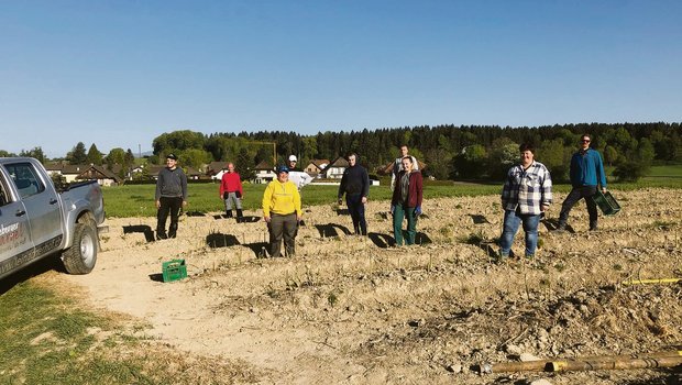Die Spargelsaison hat begonnen und die Stangen bleiben nicht im Boden Der Leinacherhof in Seeberg sticht heuer nebst mit polnischen auch mit Schweizer Helfern Spargeln. Die erste Bilanz fällt positiv aus. (Bilder zVg)