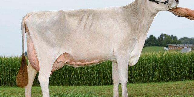 Die schöne Pamina glänzt nicht nur mit ihrem Exterieur. Seit sie ein Kalb ist, hat man sie ans Laufen am Halfter gewöhnt, weshalb sie auch an Schauen kaum aus der Ruhe zu bringen ist. (Bild KeLeKi)