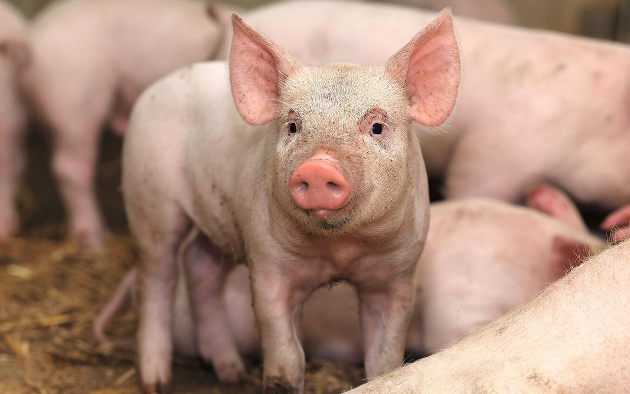 Der Erlösanteil der Zucht am Schlachtschweinepreis beträgt laut Vollkostenrechnung 40 Prozent. Die restlichen 60 Prozent gehen an die Mastbetriebe.