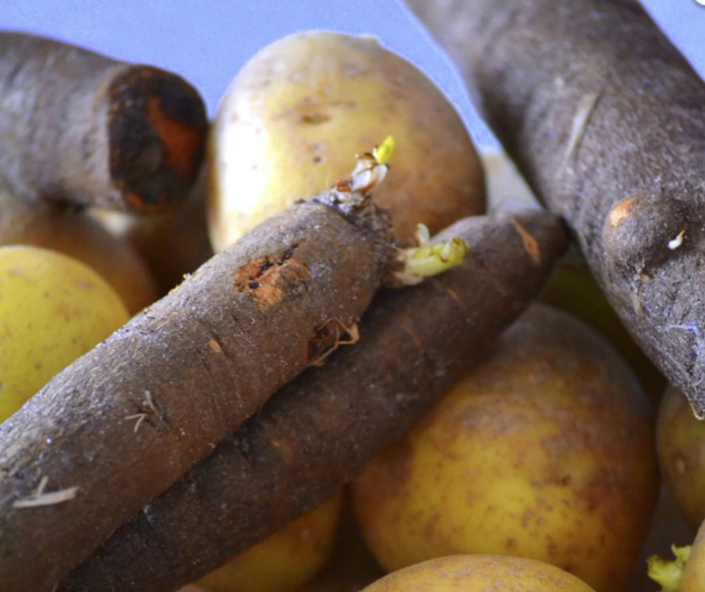 Letztes Jahr assen Schweizerinnen und Schweizer nur 40 Gramm Schwarzwurzeln pro Kopf.