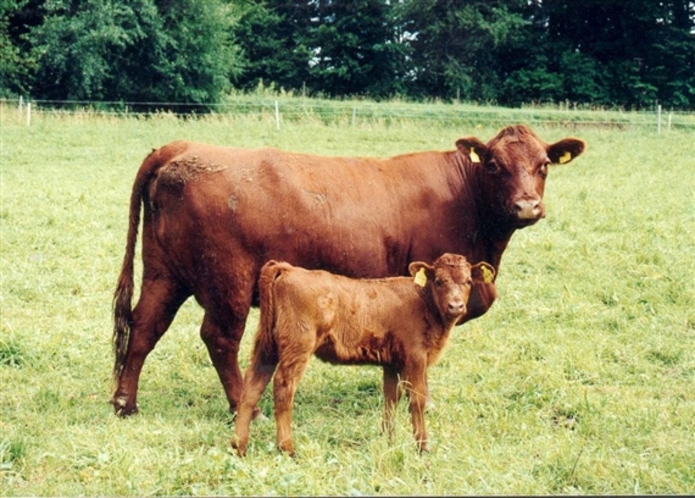 Die Mutterkuhhalter setzen auf Fleisch aus Gras. (Bild BauZ)