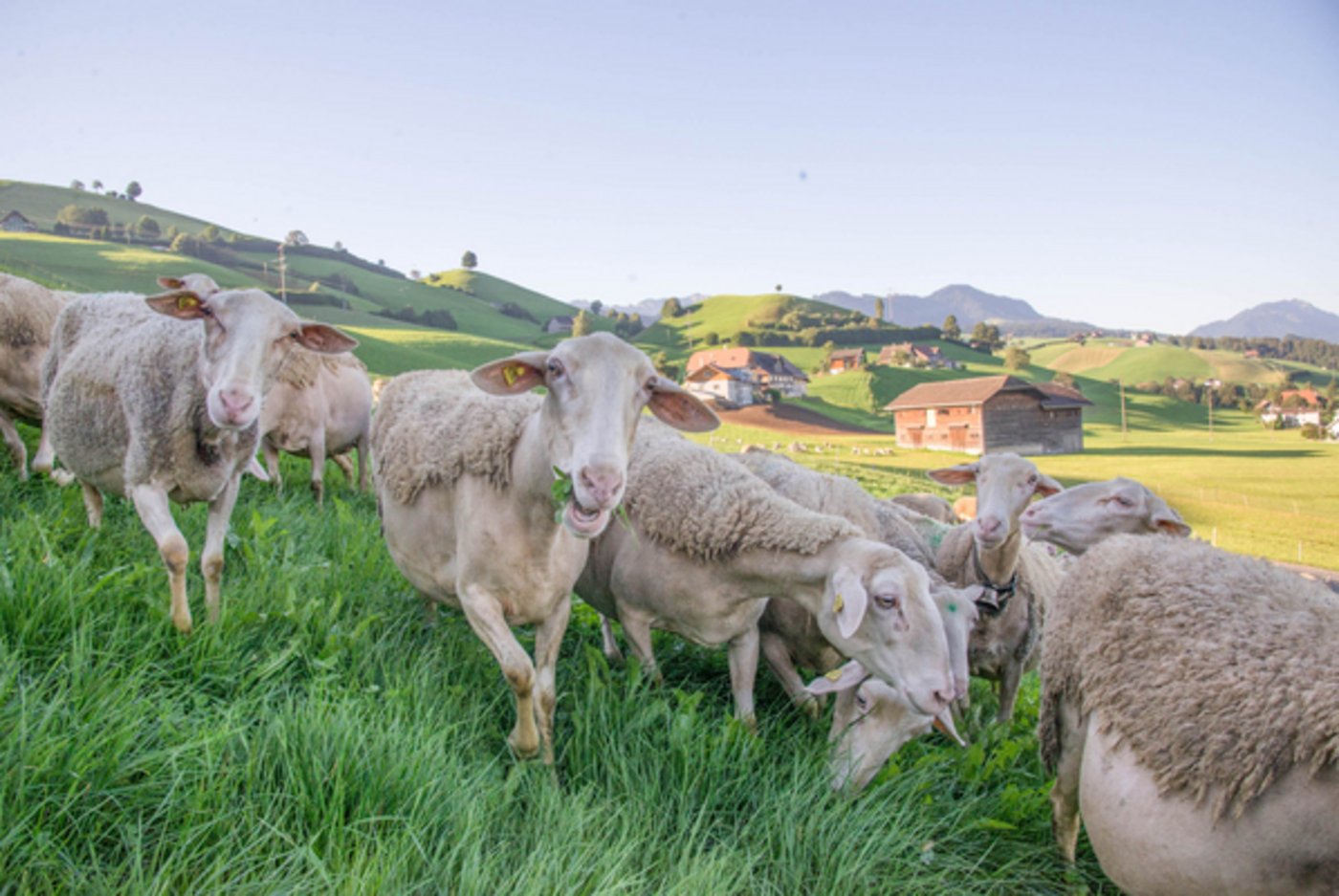 Die Schafe der Rasse Lacaune mit ihrem wollfreien Bauch eignen sich besonders gut für die Milchproduktion. (David Eppenberger)