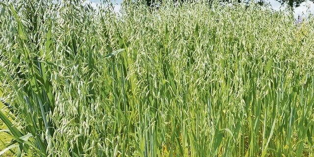 Damit der Hafer im Sommer so aussieht, muss die Aussaat möglichst früh (Februar, März) erfolgen. Dies fördert die Bestockung und der Hafer kann so die Winterfeuchte nutzen.