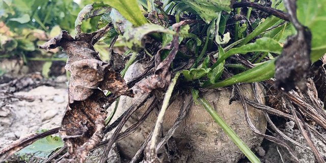 Diese Zuckerrübe auf einem Schweizer Feld ist nicht von Stolbur betroffen. Tatsächlich wurde die Krankheit bisher hierzulande nicht nachgewiesen.