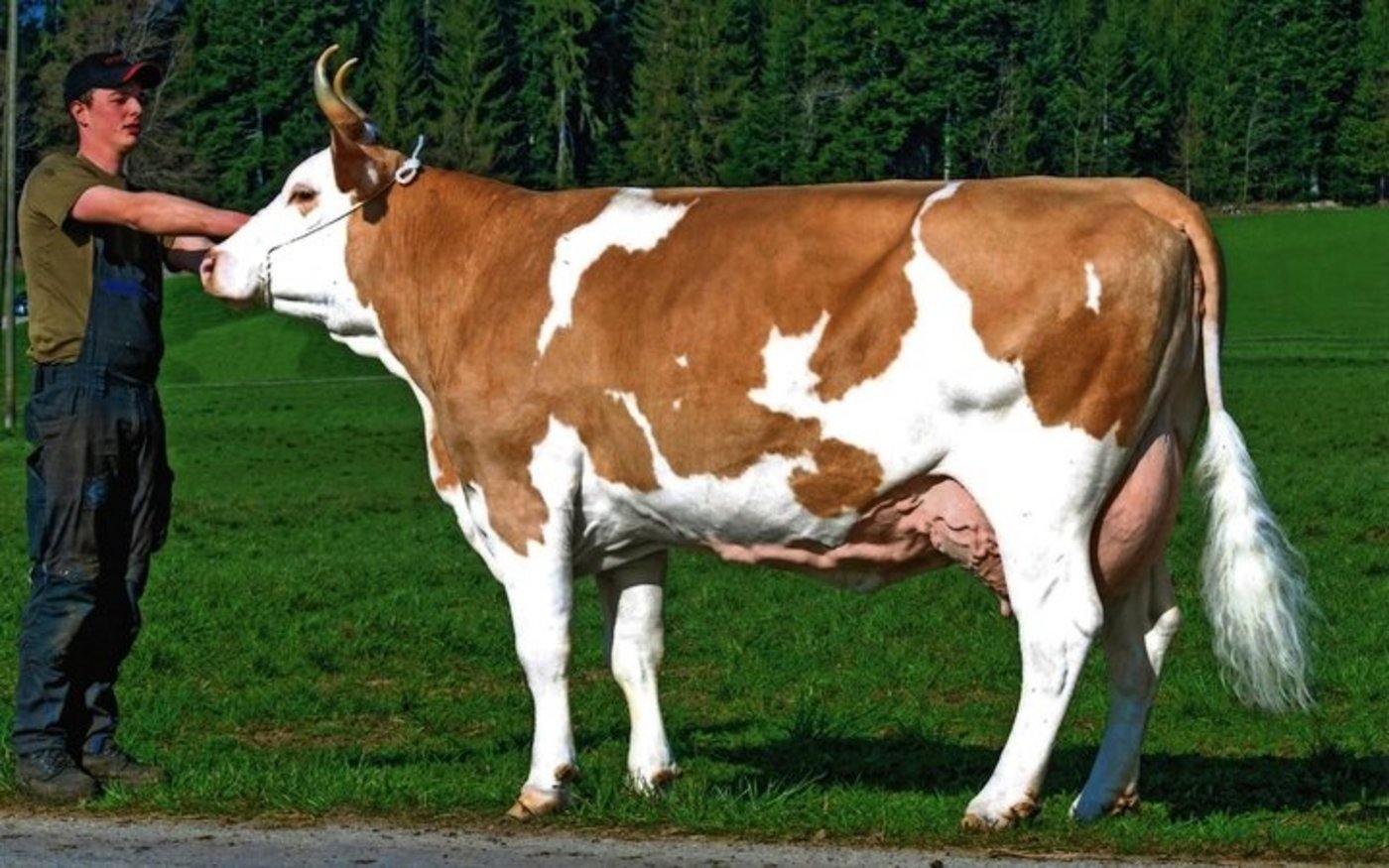 Eine weitere Apollo-Tochter und Stierenmutter aus dem Stall Oesch: Apollo Conni (55 55 98/EX-94).