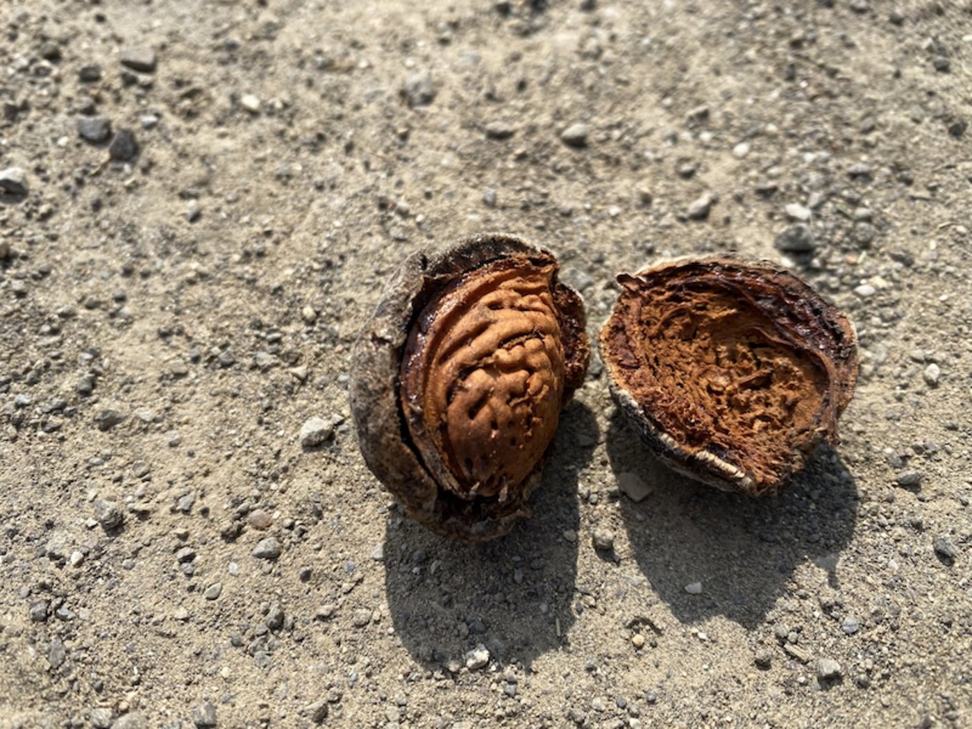 Diese Mandel kommt von einem Baum, der auf die Wurzeln eines Pfirsichs gepfropft worden ist. Dieser Umstand ist gemäss Brupbacher für die ungewöhnlich tiefe Furchung der Nussschale verantwortlich. 