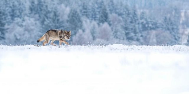 Wolf stapft durch den Schnee