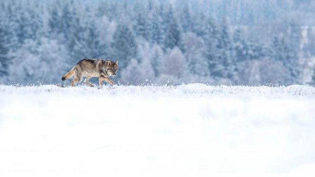 Wolf stapft durch den Schnee