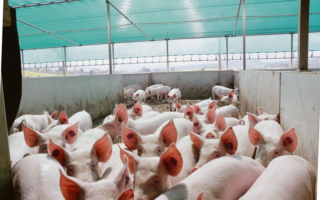 Guter Absatz zu guten Preisen, hiess es letztes Jahr auf dem Schweinemarkt. Der Höhenflug wurde diesen Sommer gebremst.