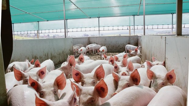 Guter Absatz zu gute Guter Absatz zu guten Preisen, hiess es letztes Jahr auf dem Schweinemarkt. Der Höhenflug wurde diesen Sommer gebremst.