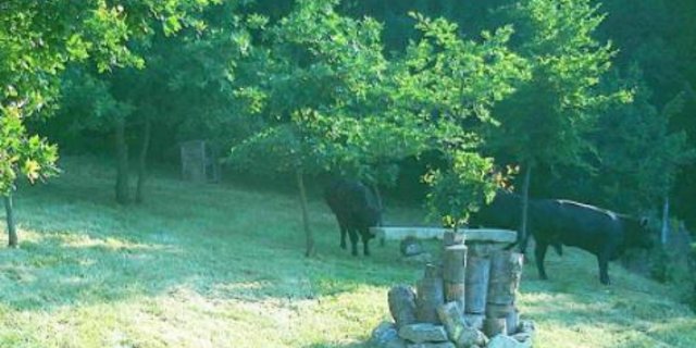 Eine Wildkamera hat die ausgerissenen Kühe auf einer Wiese erwischt. (Screenshot orf.at)