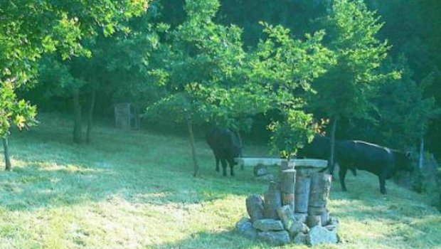 Eine Wildkamera hat die ausgerissenen Kühe auf einer Wiese erwischt. (Screenshot orf.at)