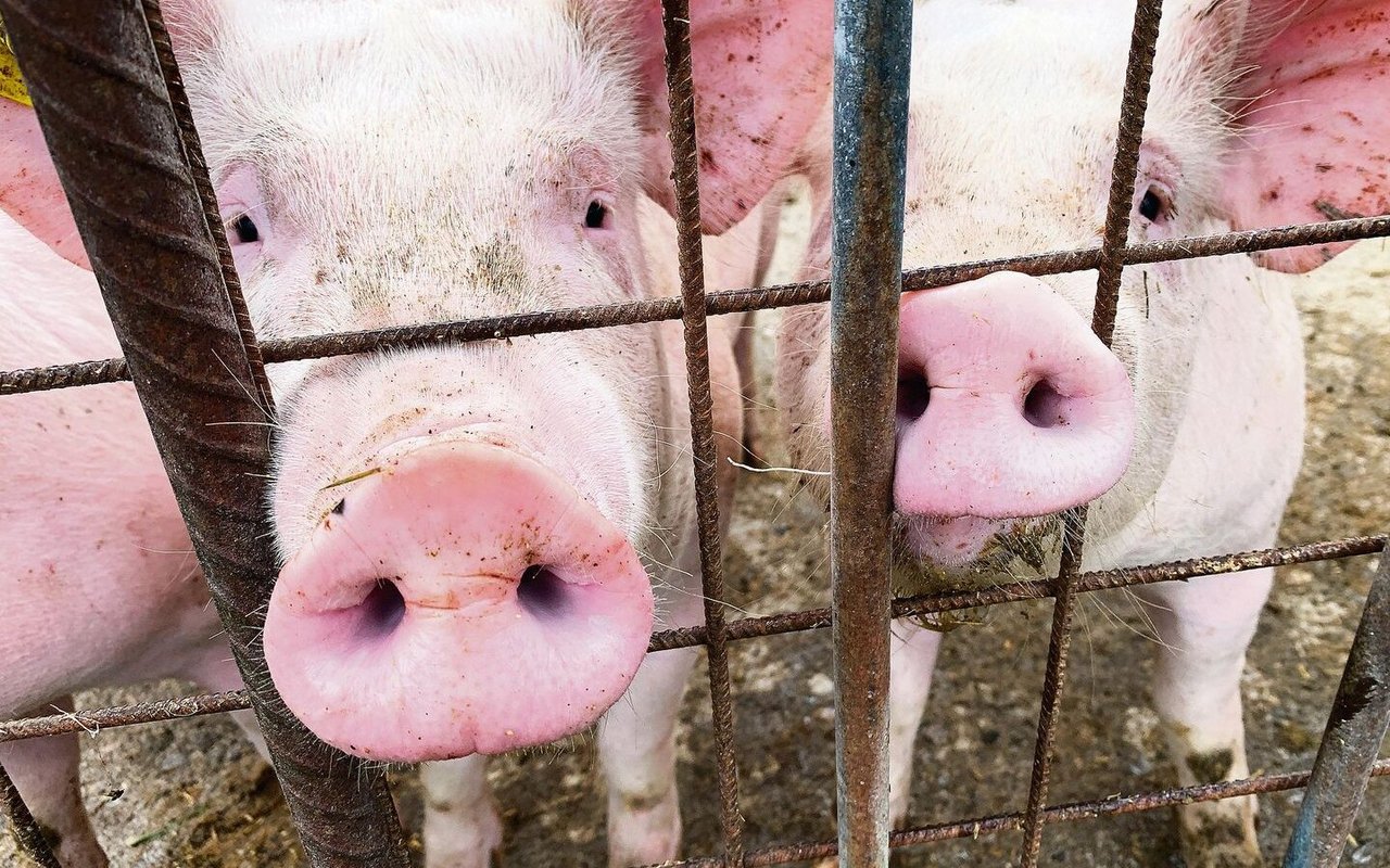 Schweine können sehr gut riechen. Ihre Gerüche selber stören aber vor allem Menschen. Mit finanziell geförderten Massnahmen sollen die Gerüche reduziert werden.