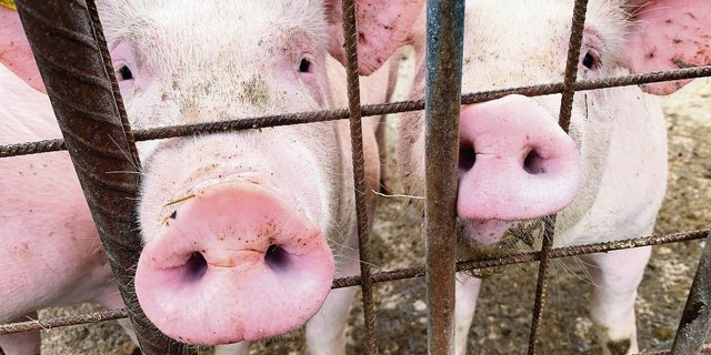 Schweine können sehr gut riechen. Ihre Gerüche selber stören aber vor allem Menschen. Mit finanziell geförderten Massnahmen sollen die Gerüche reduziert werden.