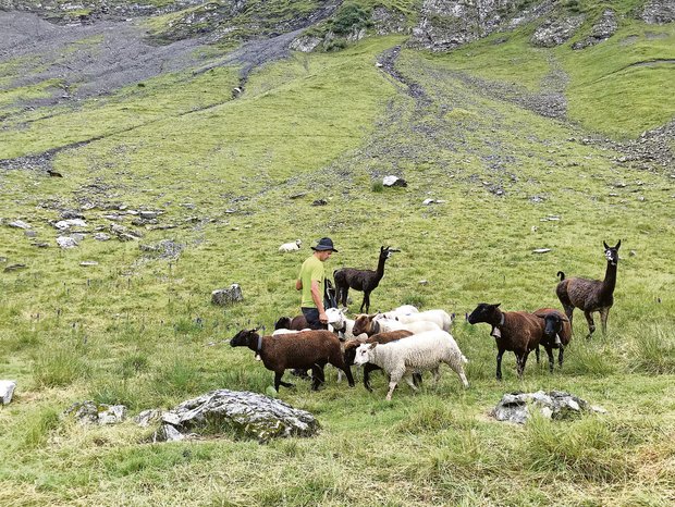 Schafhalter und Älpler Max Müller bei seinen Schafen auf der zweitobersten Koppel im Gebiet unterhalb des Wäspen. Er hat zwei Lamas zum Herdenschutz.(Bild Franziska Jurt)