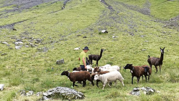 Schafhalter und Älpler Max Müller bei seinen Schafen auf der zweitobersten Koppel im Gebiet unterhalb des Wäspen. Er hat zwei Lamas zum Herdenschutz.(Bild Franziska Jurt)