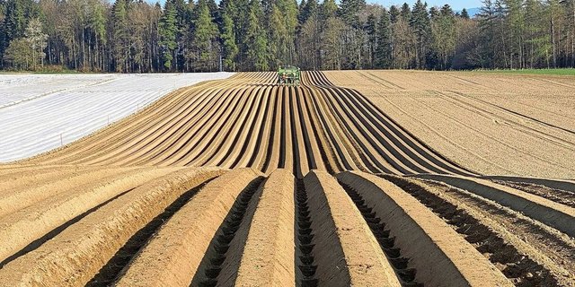 Die Kartoffeln konnten diesen Frühling durchgehend bei guten Bedingungen gepflanzt werden.