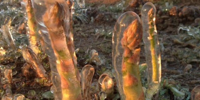 Mit einer Frostbewässerung versuchten Produzenten im April 2017 das Ärgste zu verhindern. (Bild Werro's Biohof) 