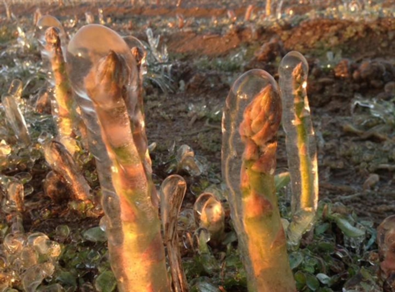 Mit einer Frostbewässerung versuchten Produzenten im April 2017 das Ärgste zu verhindern. (Bild Werro's Biohof) 