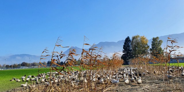 Die Ribel-Gänse ernähren sich in der zweiten Phase, der sogenannten Erhaltungsphase, vor allem von Ribelmais, den sie bodeneben abfressen. (Bilder Geflügel Gourmet AG)