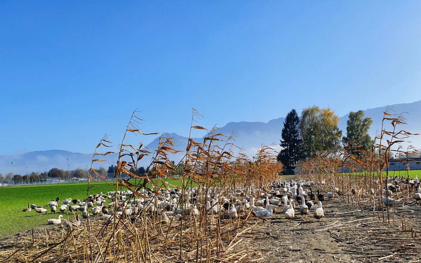Die Ribel-Gänse ernähren sich in der zweiten Phase, der sogenannten Erhaltungsphase, vor allem von Ribelmais, den sie bodeneben abfressen. (Bilder Geflügel Gourmet AG)
