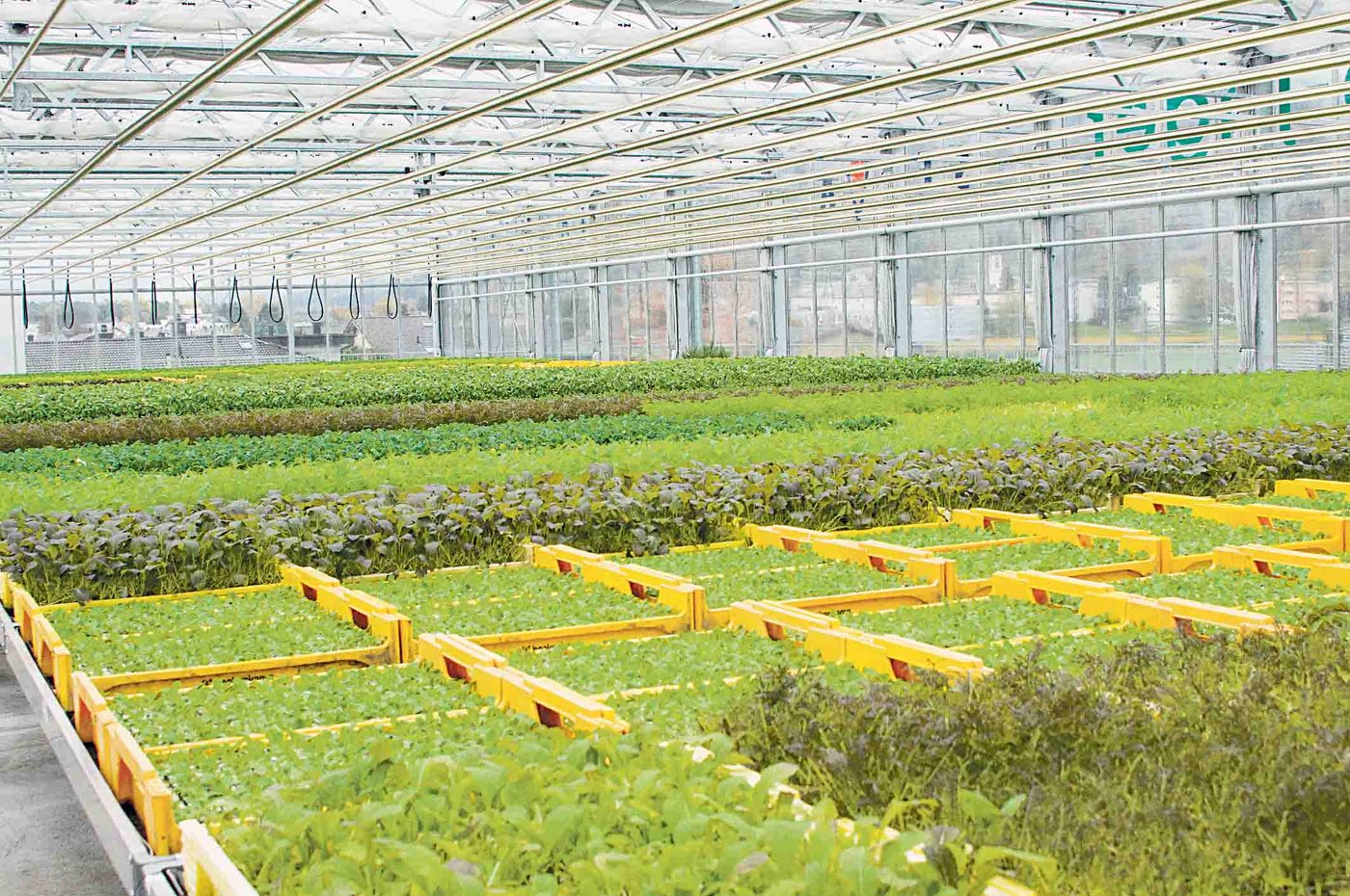 Blick in das Gewächshaus, wo in Hydrokultur Kräuter und Salate angebaut werden. Die Nährstoffe für die Pflanzen werden durch einen geschlossenen Kreislauf aus den Fischbecken zugeführt. (Bild hb)