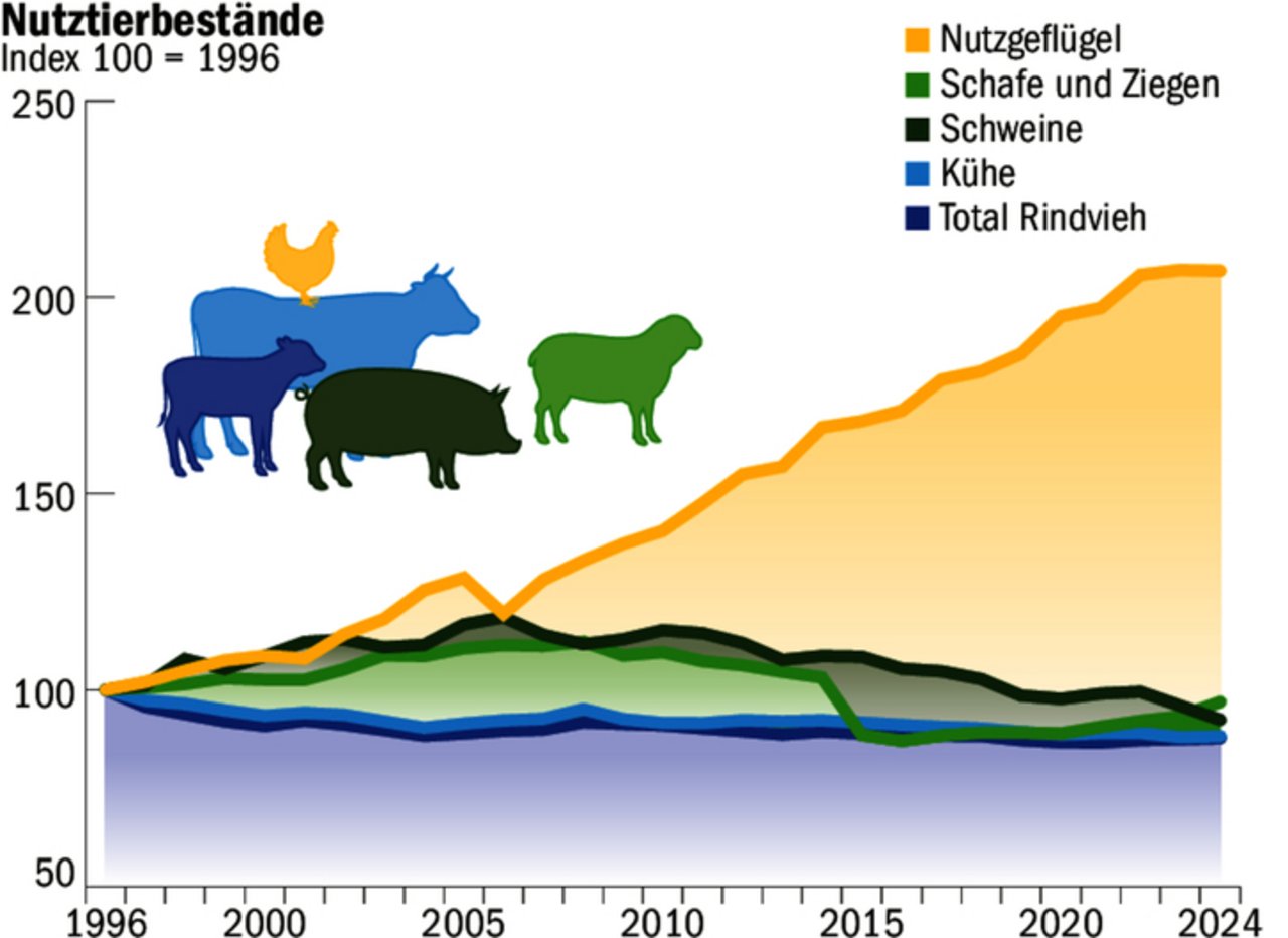 Der Index zeigt die starke Zunahme des Nutzgeflügels seit 1996. 2024 gab es hierzulande mehr Mastpoulets, aber weniger Legehennen.