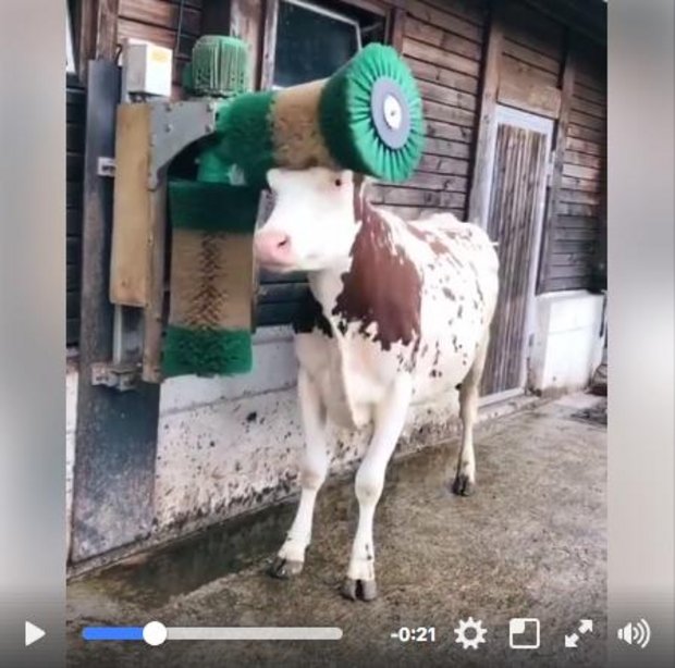 Diese Kuh liebt ihre Kuhbürste über alles. (Bild Screenshot Facebook Farmers Guardian)