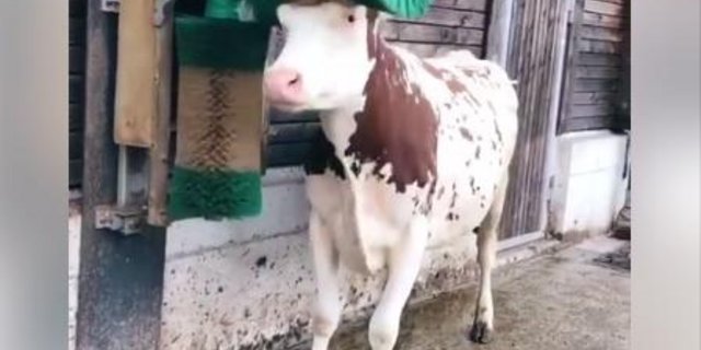 Diese Kuh liebt ihre Kuhbürste über alles. (Bild Screenshot Facebook Farmers Guardian)