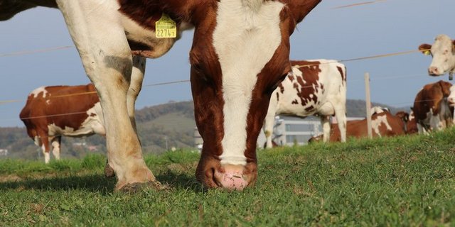 Die Kuh auf der Weide: ein beliebtes Verkaufsargument für Milchproduktions-Standards. Der WWF hat untersucht, wie gut die Standards wirklich sind. (Bild BauZ)